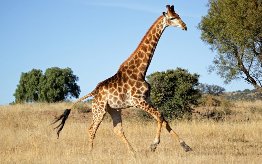 Running giraffe