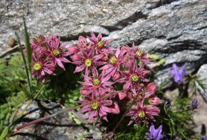 PARCO MADONIE 1