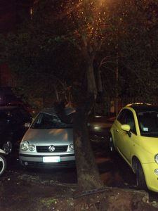 ROMA ALBERO CROLLATO (2)