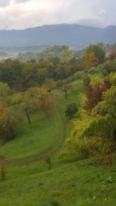 agricoltura grano campagne (3)