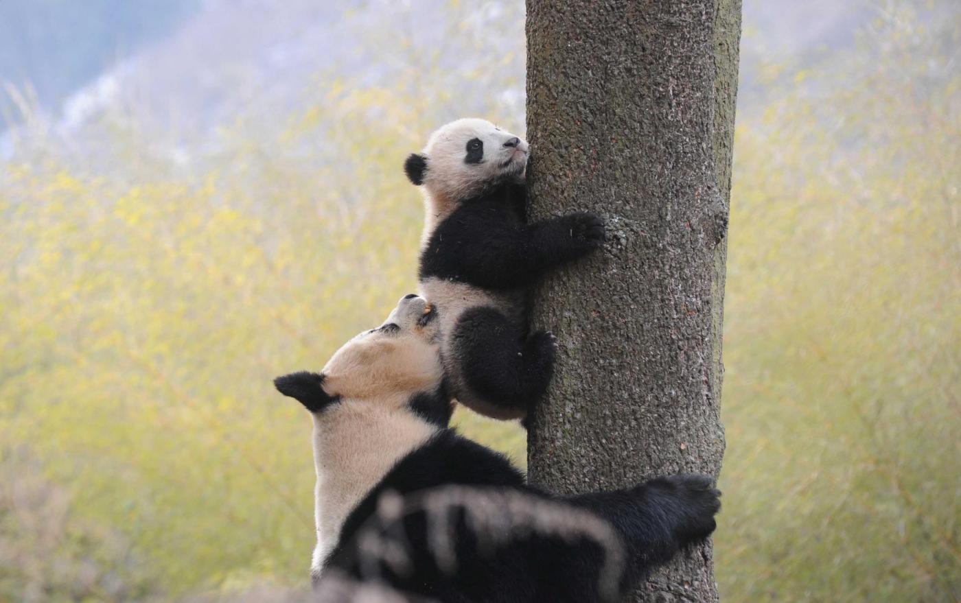 cucciolo di panda appena nato