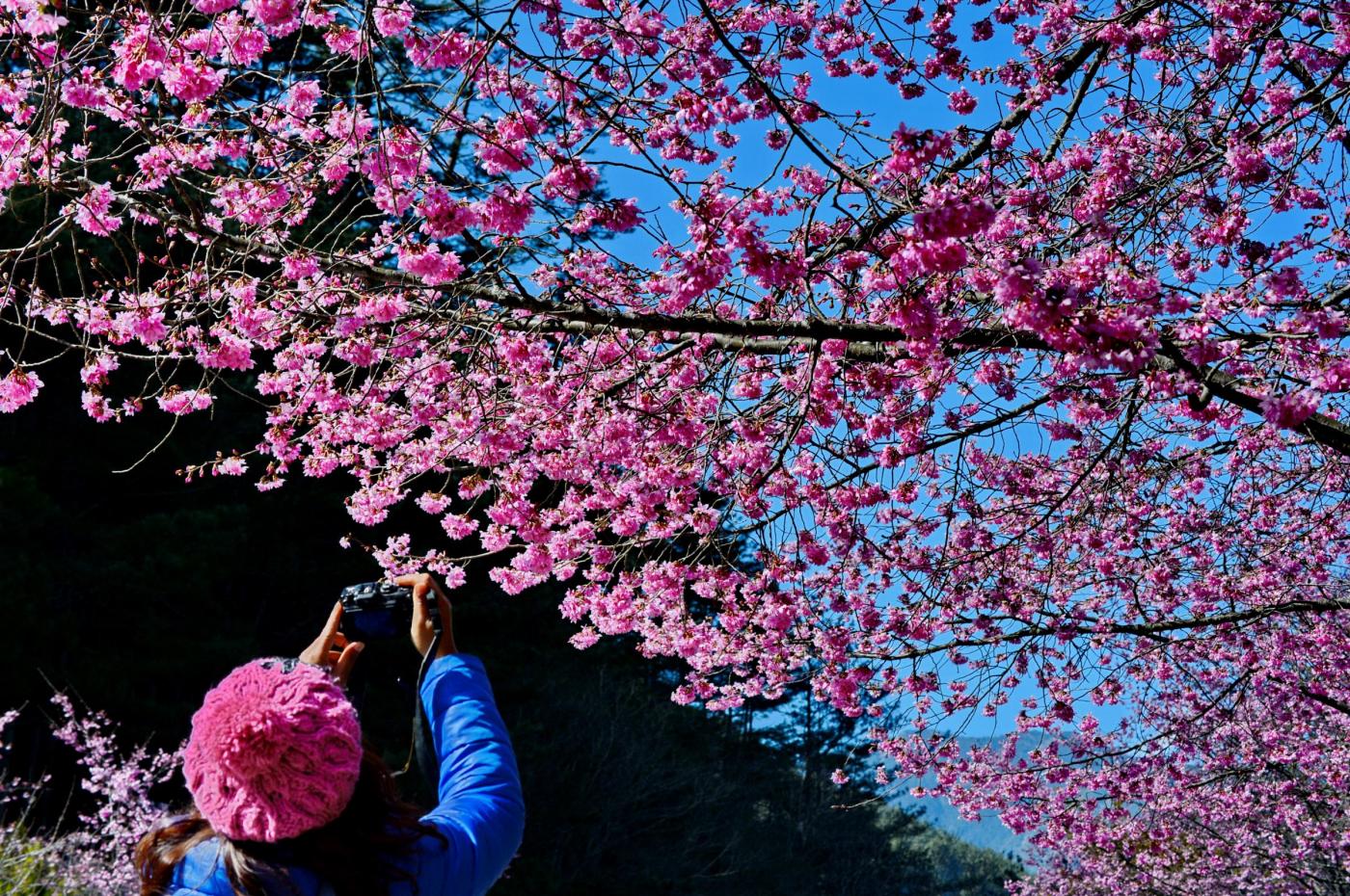 fiori ciliegio giappone