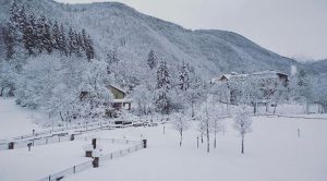limone piemonte (2)