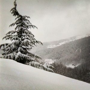 limone piemonte (4)