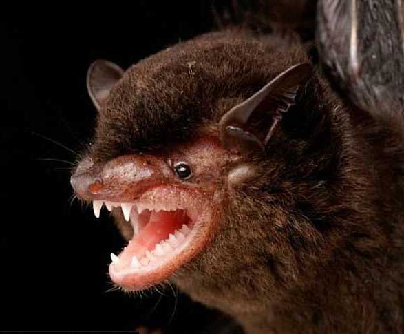 Vita da «vampiro»: come e perché adottare un pipistrello 