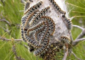 siccità larve processionaria