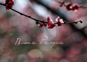 Pasqua