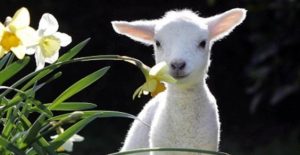 AGNELLO