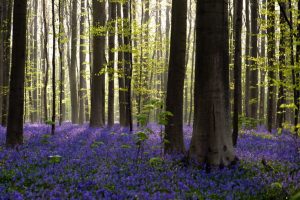 FORESTA BLU 3