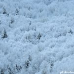 La Sila torna a tingersi di bianco: inizio marzo con la neve [FOTO]