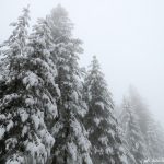 Nuova nevicata in Sila [FOTO]