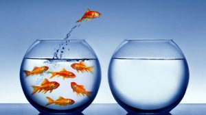 PESCE APRILE MONDO 2