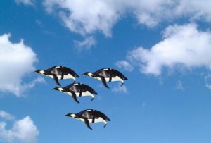 PINGUINI