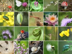 biodiversità