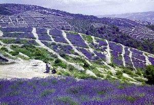 campi di lavanda a Hvar.