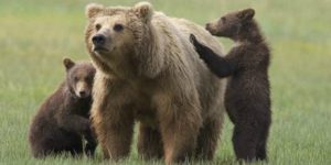 cuccioli daniza 01