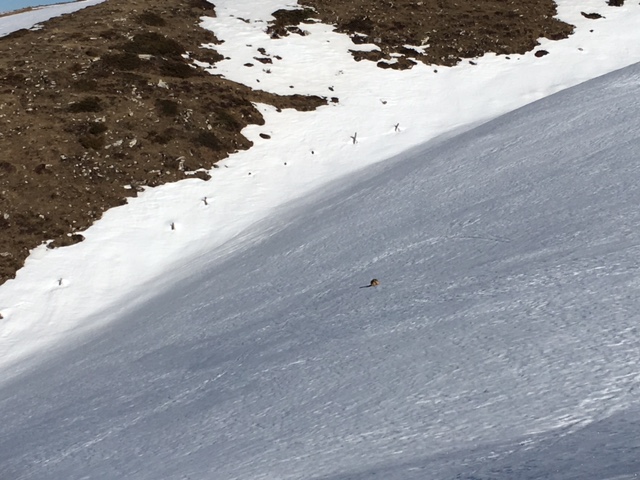 marmotta alpi (1)