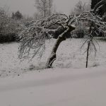 Fiocchi di neve su Torino [FOTO]