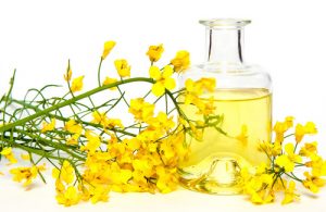 olio di colza
