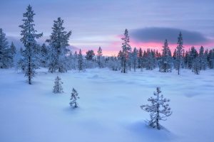 sunset-in-the-taiga-forest-finland