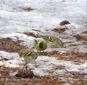 Lucherini in inverno sulla Sila - ph Gianluca Congi