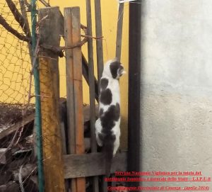 1_Gatto_morto_SNV2016