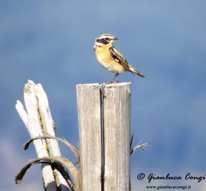 Stiaccino maschio in Sila - ph Gianluca Congi