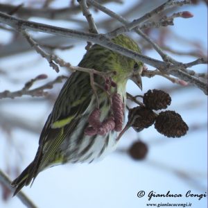 Femmina adulta di Lucherino in cerca di semi di Ontano nero - ph Gianluca Congi