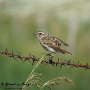 Un giovane di Stiaccino da poco involato in Sila Grande - ph Gianluca Congi