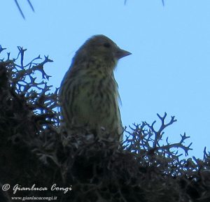 Un giovane di Lucherino da poco involato in Sila Grande - ph Gianluca Congi
