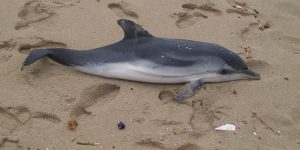 DELFINO2