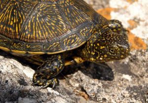 Emys Orbicularis è la tartaruga italiana minacciata da quelle americane