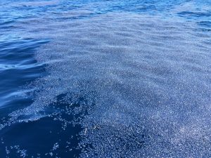 Foto 2 meduse zona Arenzano 25.04.16