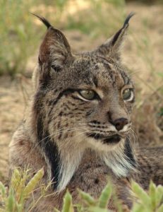 Lince_spagna