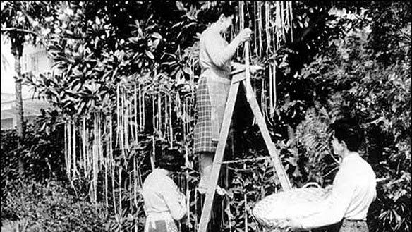 alberi spaghetti pesce aprile bbc scherzi