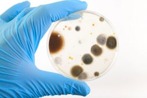 candida-vetrino