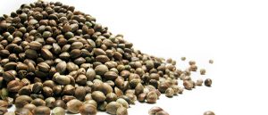cannabis%20seeds