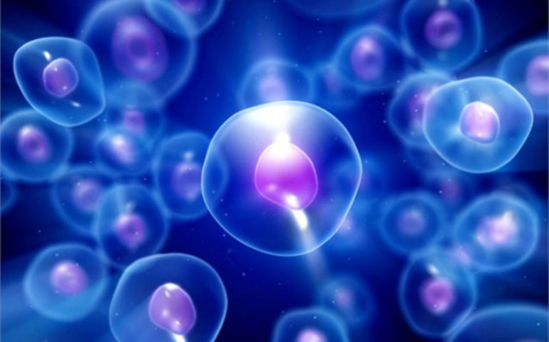cellule