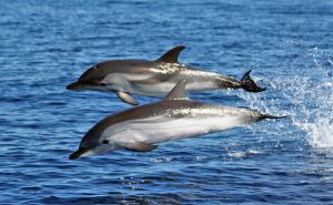 delfini-mediterraneo
