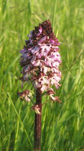 orchidea