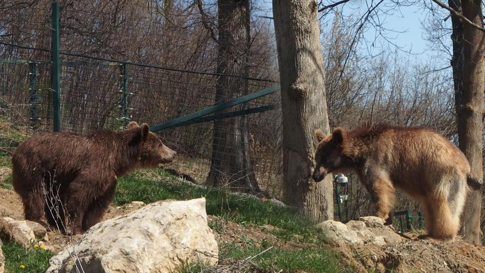 orsi zoo più triste del mondi