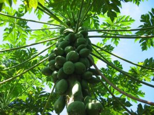 papaya albero