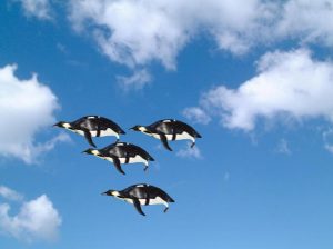 pinguini