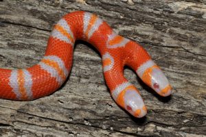albino Honduran milk snake