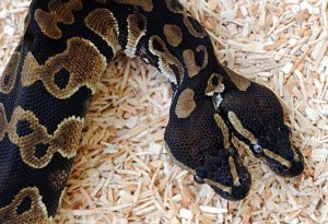serpente a due teste 3