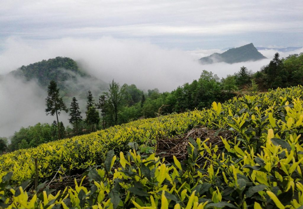 Cina, piantagione di tè sulla montagna Longchi