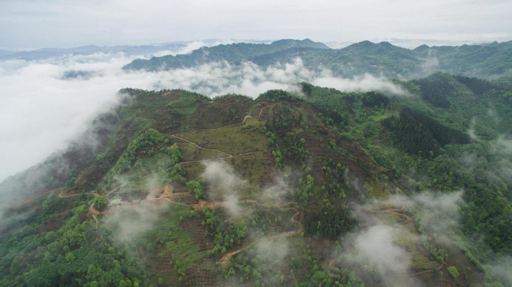 Cina, piantagione di tè sulla montagna Longchi