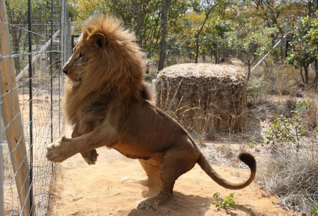 33 leoni salvati dai circhi in Perù e Colombia tornano in Sud Africa (9)
