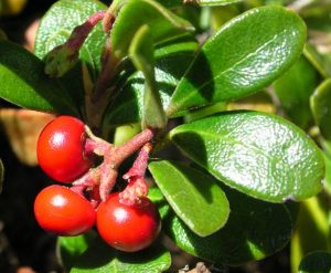 Arctostaphylos_uva_ursi_frutto