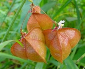Cardiospermum_halicacabum
